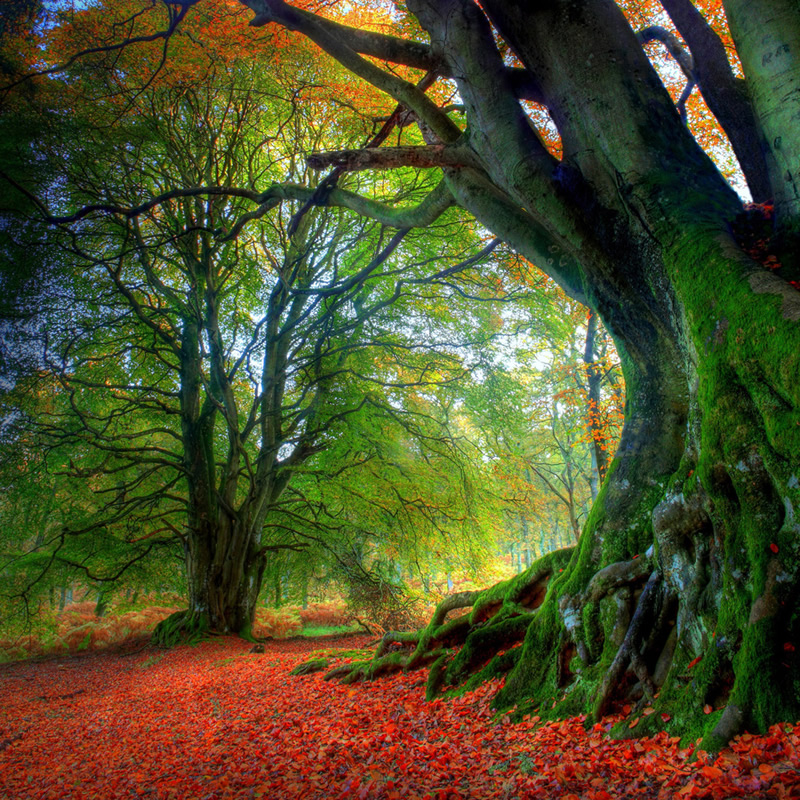 Autumn Beech Kinclaven Perthshire